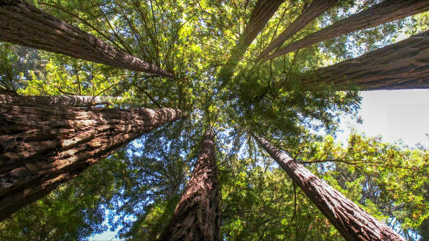 How Our Tree Care Process Works  in Sugarmill Woods, FL